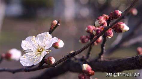 水梅风水|照水梅的寓意和象征